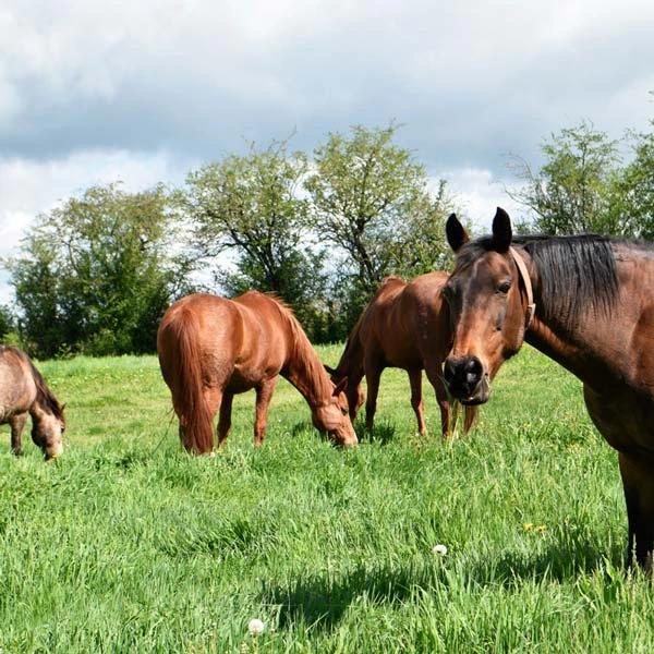 Pension pour chevaux à Riom, Puy-de-Dôme